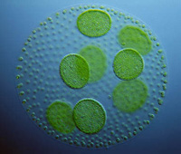 blue-green algae